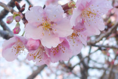 P1370591_edited　河津桜