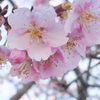 P1370591_edited　河津桜