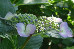 P1350977　木漏れ日に