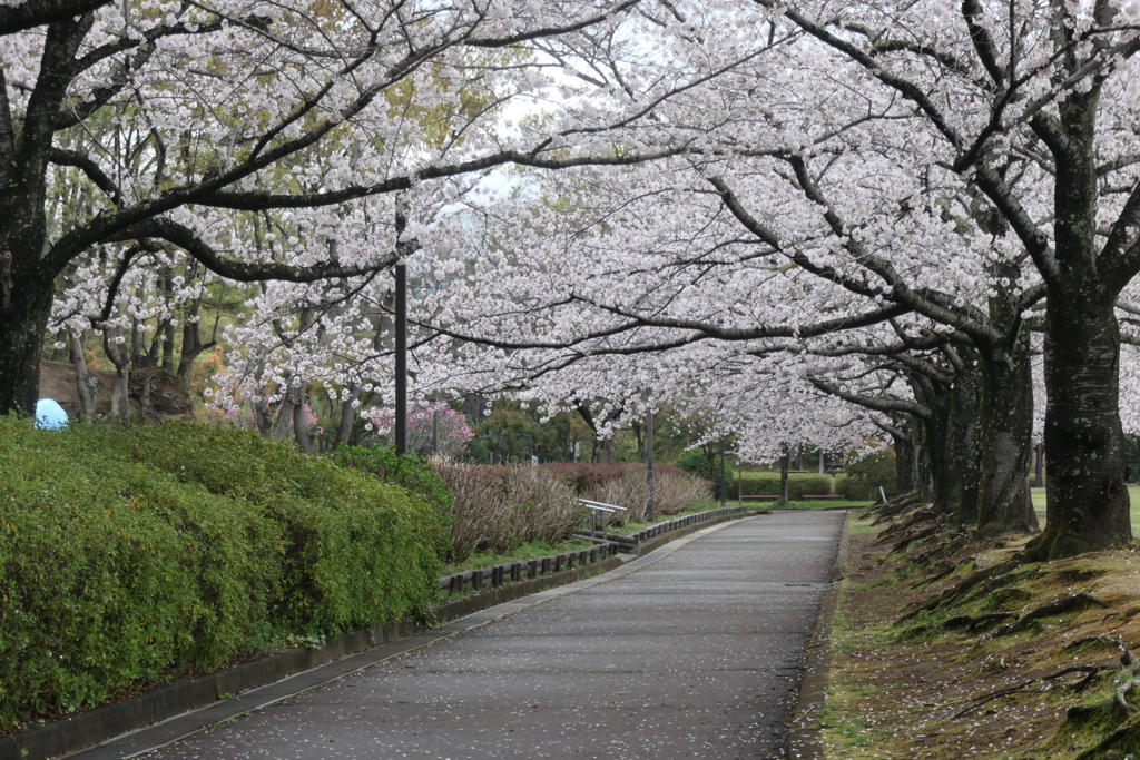 P1057900　桜咲く公園