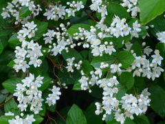 P1150107　ウツギ