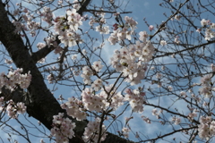 P1023512　桜