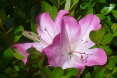 P1220885　さつき