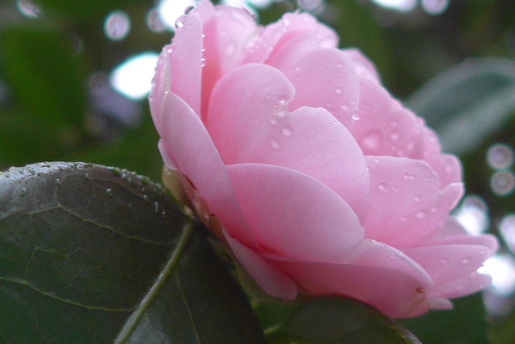 P1070518　雨の朝に…