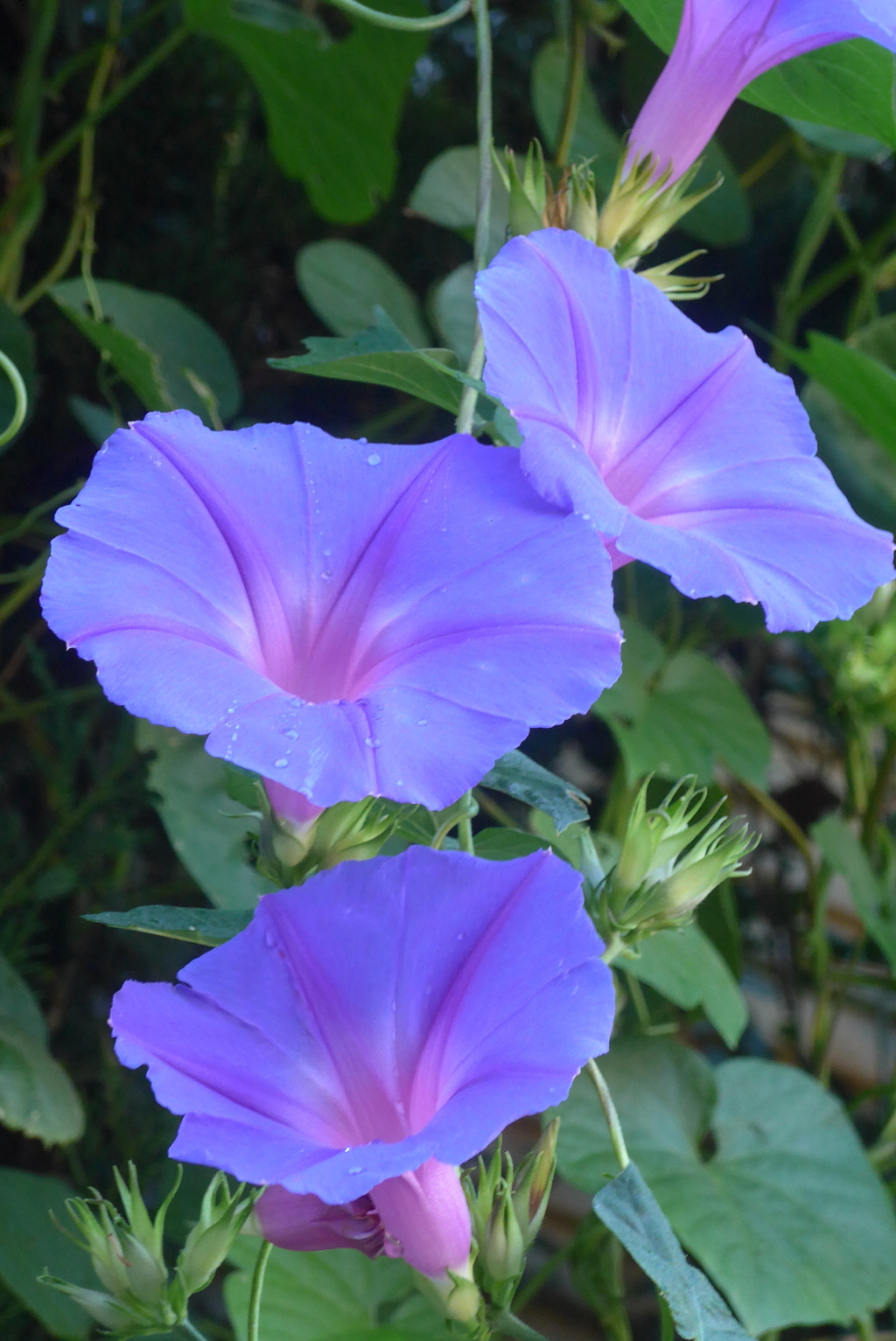 P1390141　ヘブンリーブルー