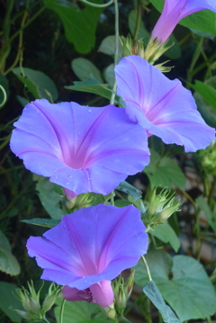 P1390141　ヘブンリーブルー