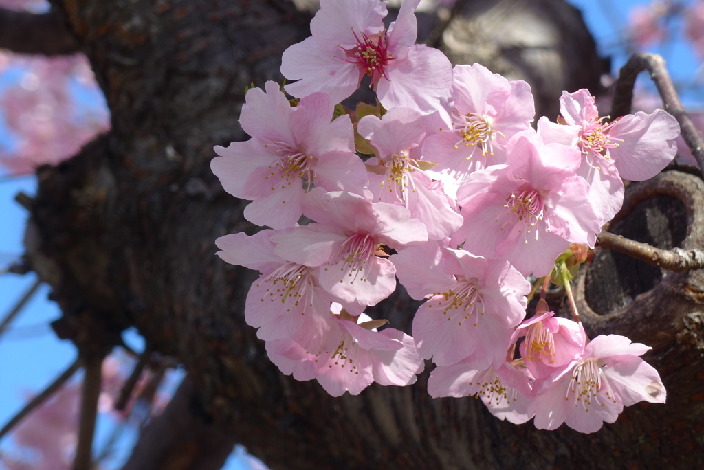 P1320170　河津桜