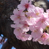 P1320170　河津桜