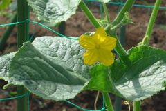 P1230286　キュウリの花