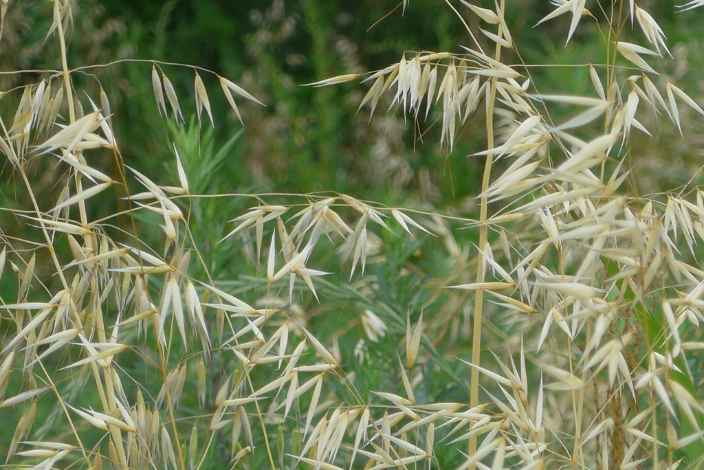 P1330148　夏草の中で