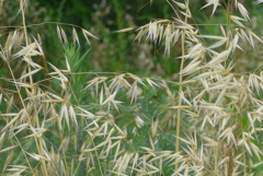 P1330148　夏草の中で