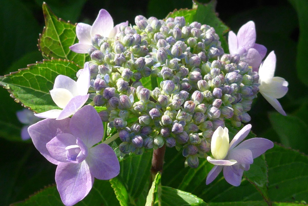 P1090861　朝日に