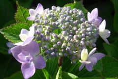 P1090861　朝日に