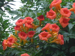 P1170624　最期の宴