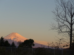 11月25日　朝の富士山