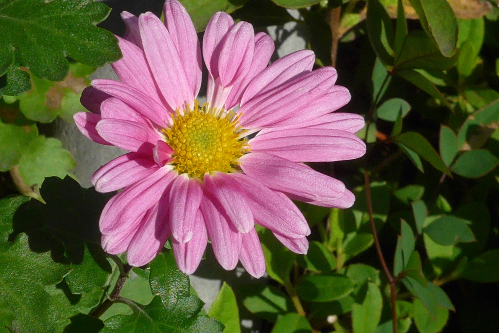 P1280994　残菊