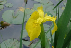P1220436　水辺に咲く