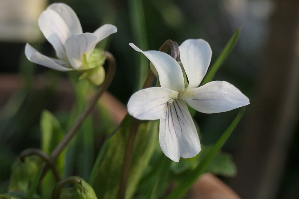 P1001121　無邪気な恋（花言葉）