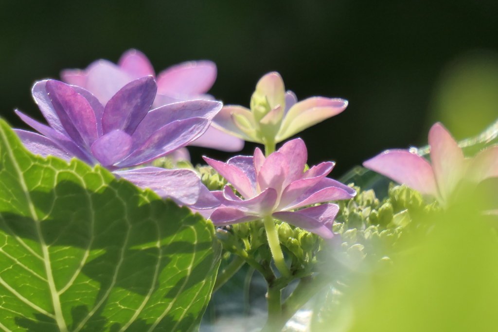 P1012093　元気な女性（花言葉）