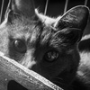 P1058246 (2)　見てる
