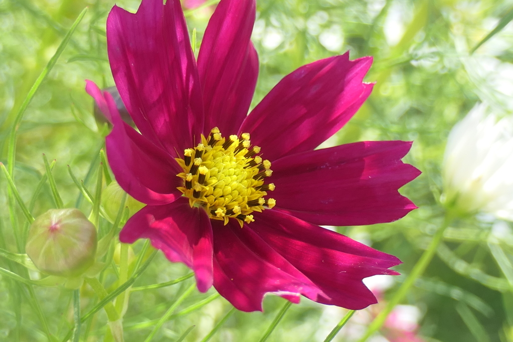 P1024455　コスモス