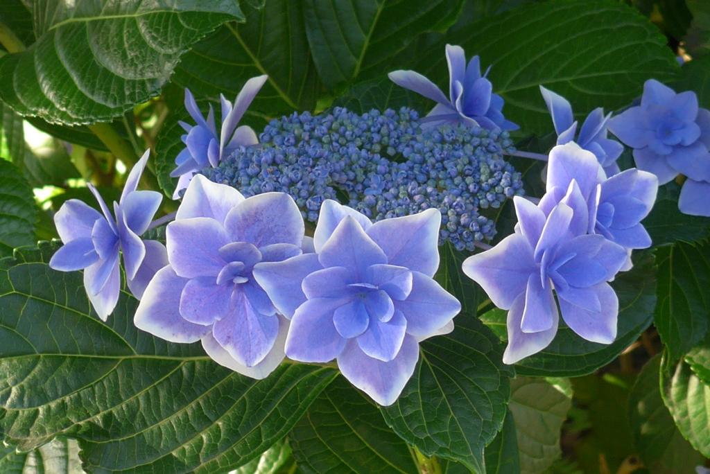 P1360099　青い花冠