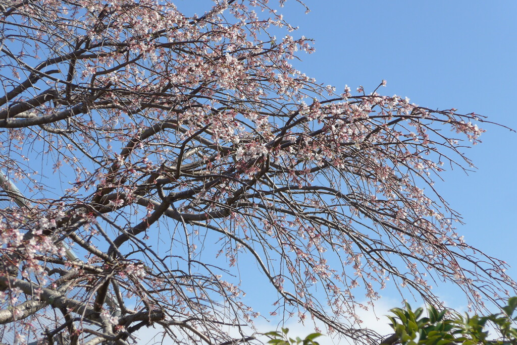 P1380007　しだれ桜