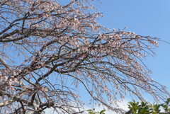 P1380007　しだれ桜
