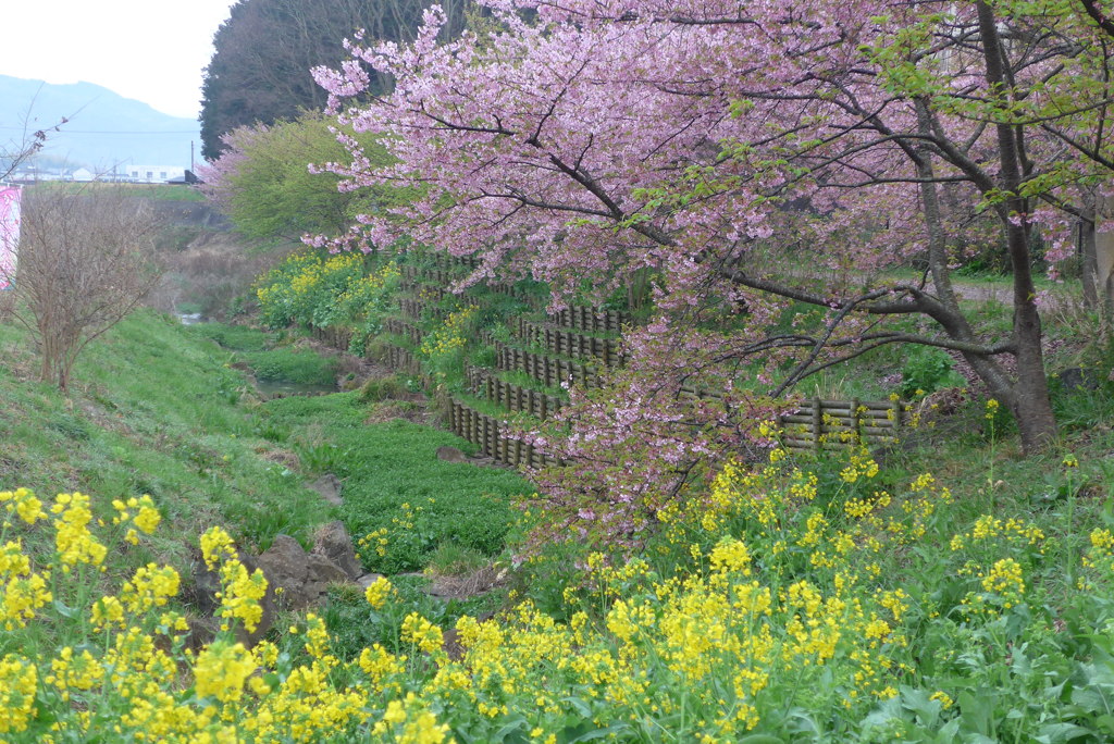 P1130926　河津桜と菜の花