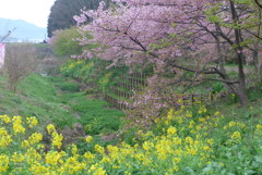 P1130926　河津桜と菜の花