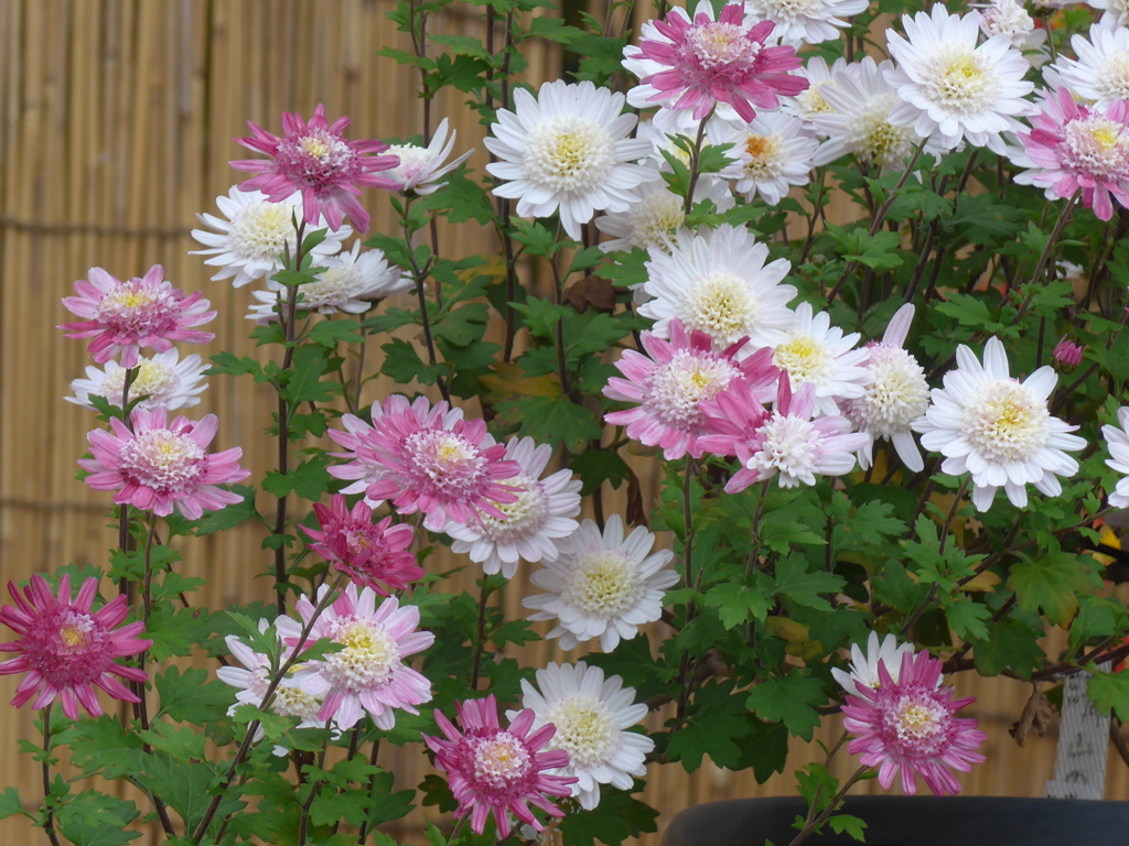 菊