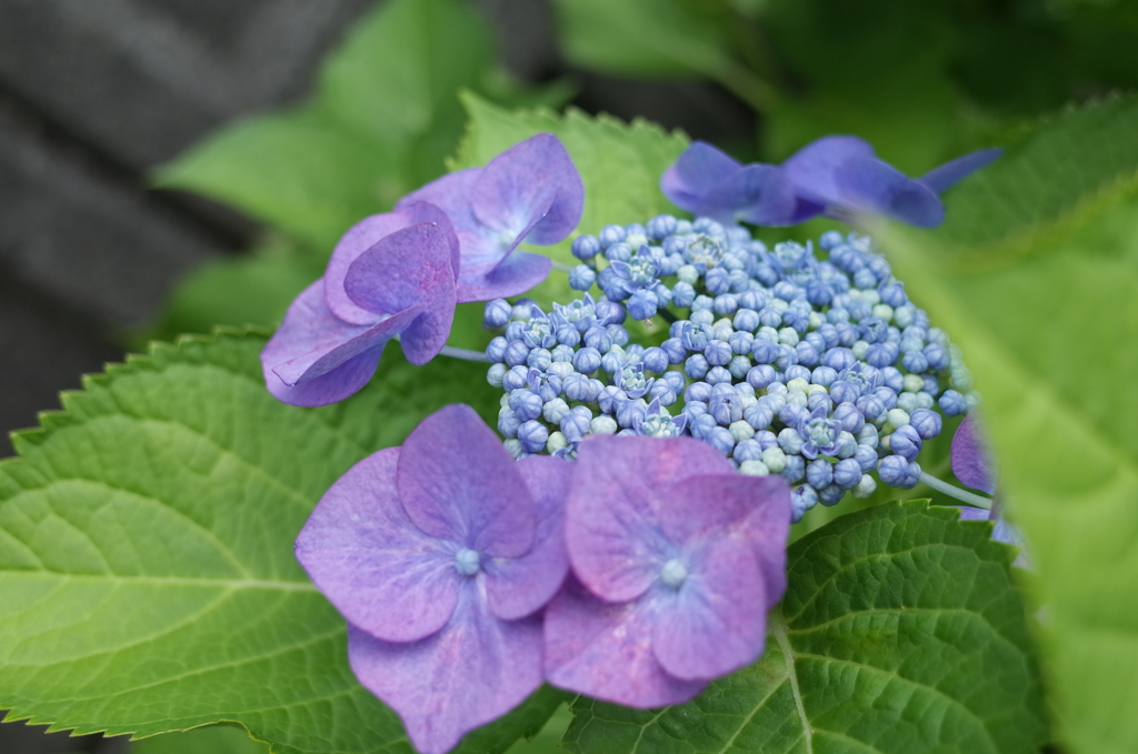 R0353196　紫陽花