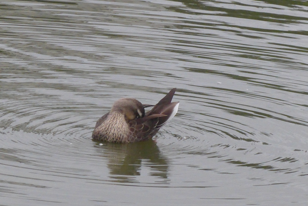 P1390183　くつろぐ
