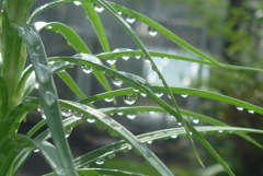 P1360485　雫