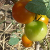 P1310082　ミニトマト