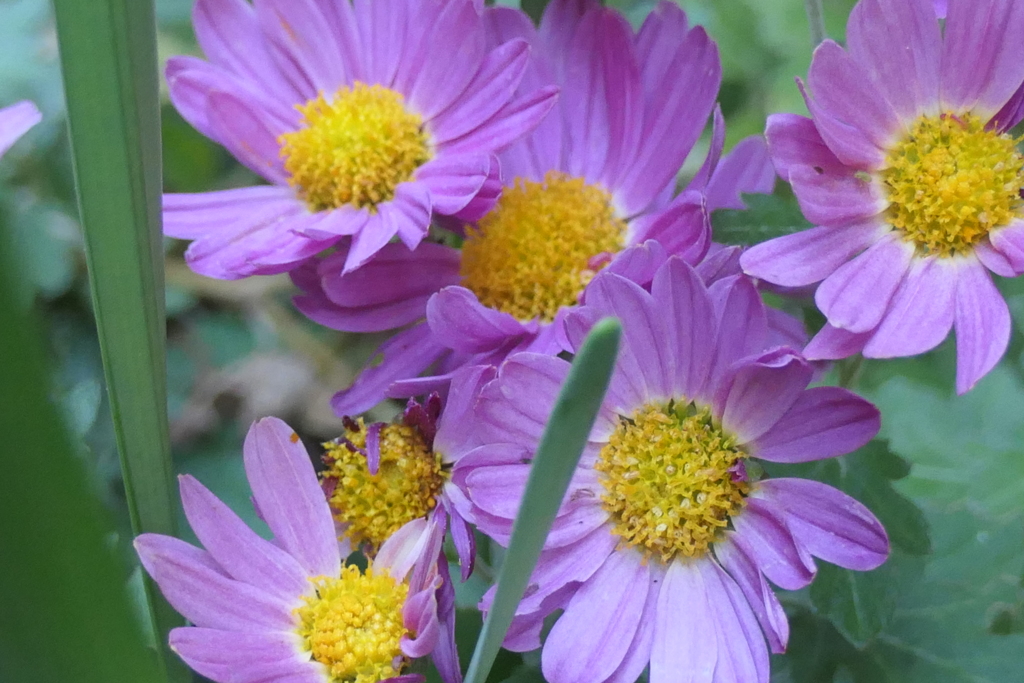 P1080987　小菊さん