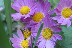 P1080987　小菊さん