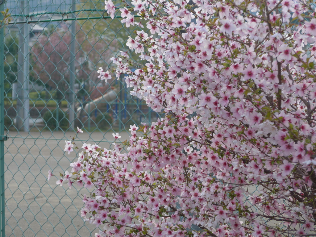 P1080190　さくら