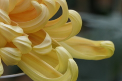 P1069453　菊