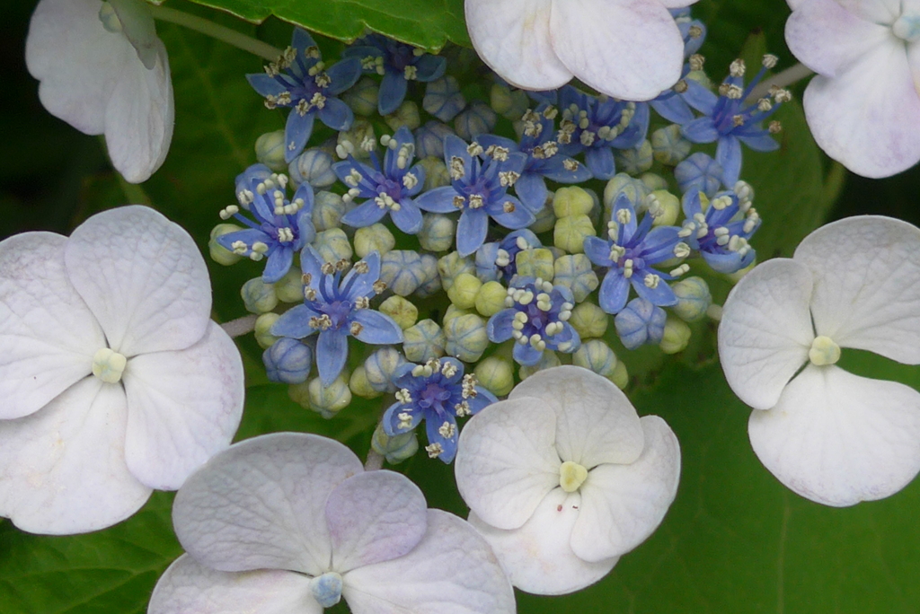 P1360186　紫陽花の花