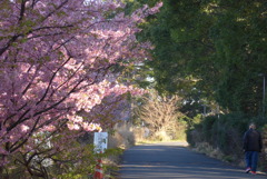 P1200476　桜の散歩道