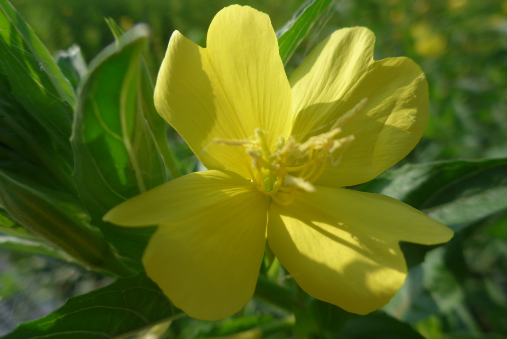 P1100637　月見草