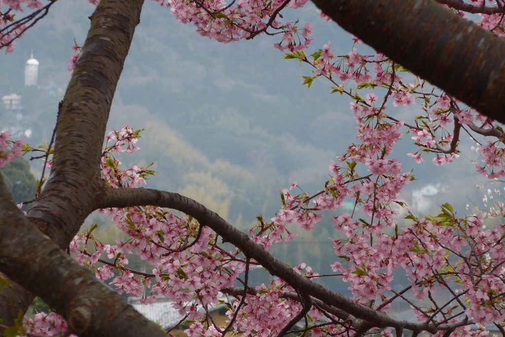 P1130949　河津桜