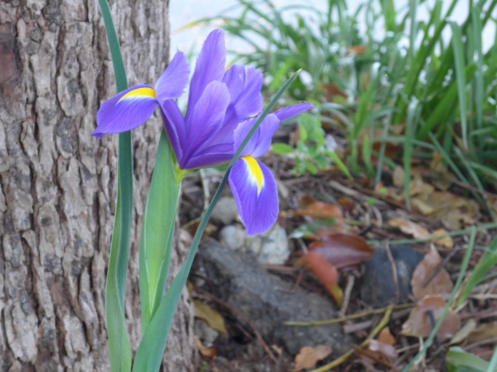 P1080851　アイリス