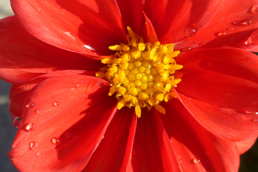 P1340549　残り花