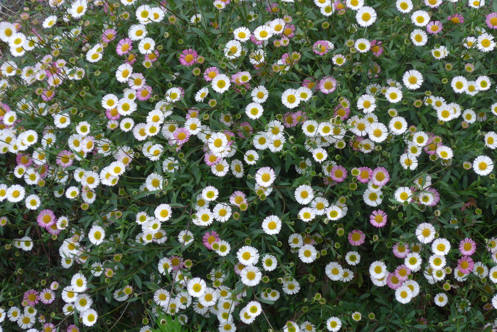 P1220180　にぎやか～♪