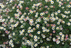 P1220180　にぎやか～♪