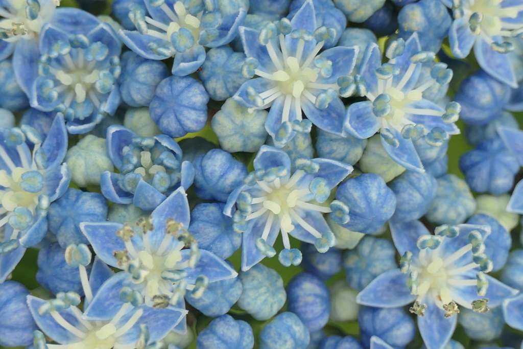 P1012210　紫陽花の花