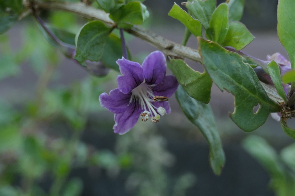 P1000044　野の花