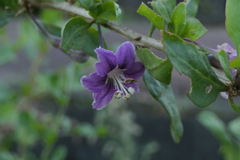 P1000044　野の花